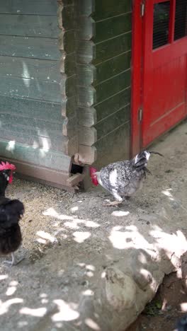 chickens at a farm coop