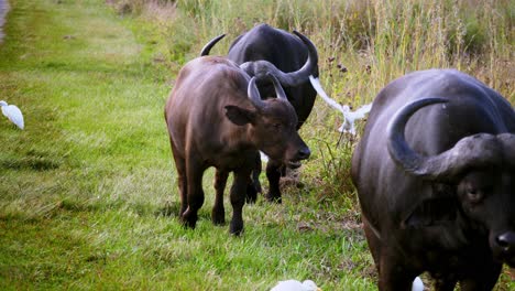 tracking shot of a herd of buffalos walking along the grass with egrets following