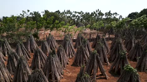 Cassava Harvest and Drying in a Field