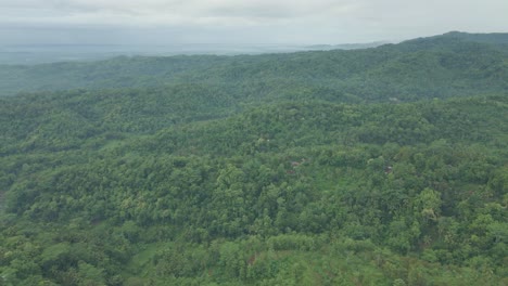 Fliegen-Sie-Morgens-über-Den-Endlosen-Tropischen-Wald-Im-Grünen