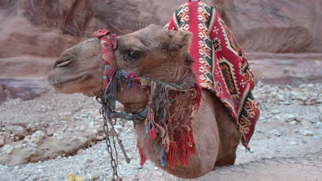 domesticated dromedary in jordan slomo