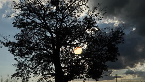 Clip-Eines-Sonnenuntergangs-An-Einem-Klaren-Tag-Mit-Einem-Baum-Im-Vordergrund