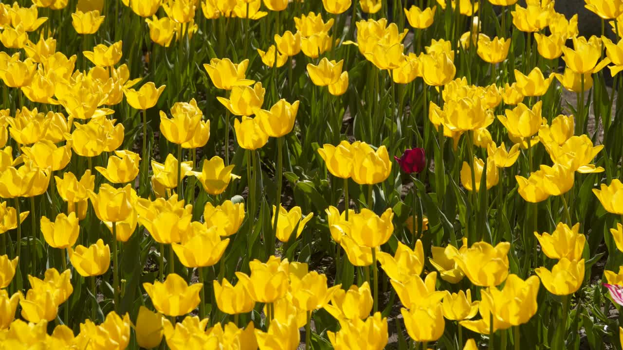 желтые тюльпаны