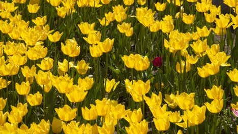 glade of yellow tulips