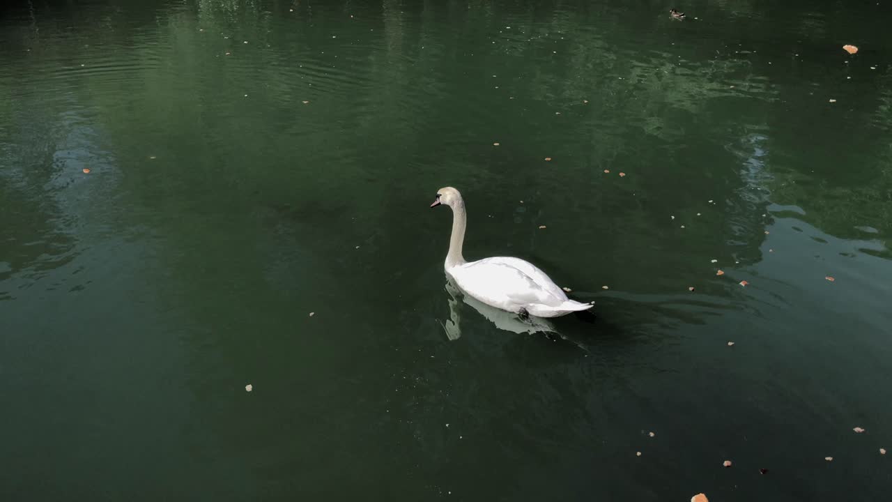 cisne en un estanque