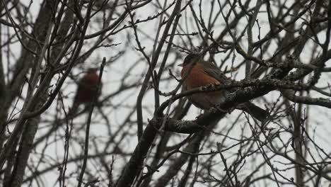 Dos-Petirrojos-Canadienses-Sentados-En-Un-árbol-Durante-El-Invierno