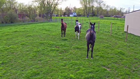 aerial view of horses in field