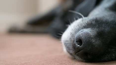 narrow focus of a black dog nose while sleeping on the floor