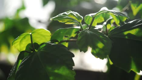 primer plano de hojas verdes vibrantes
