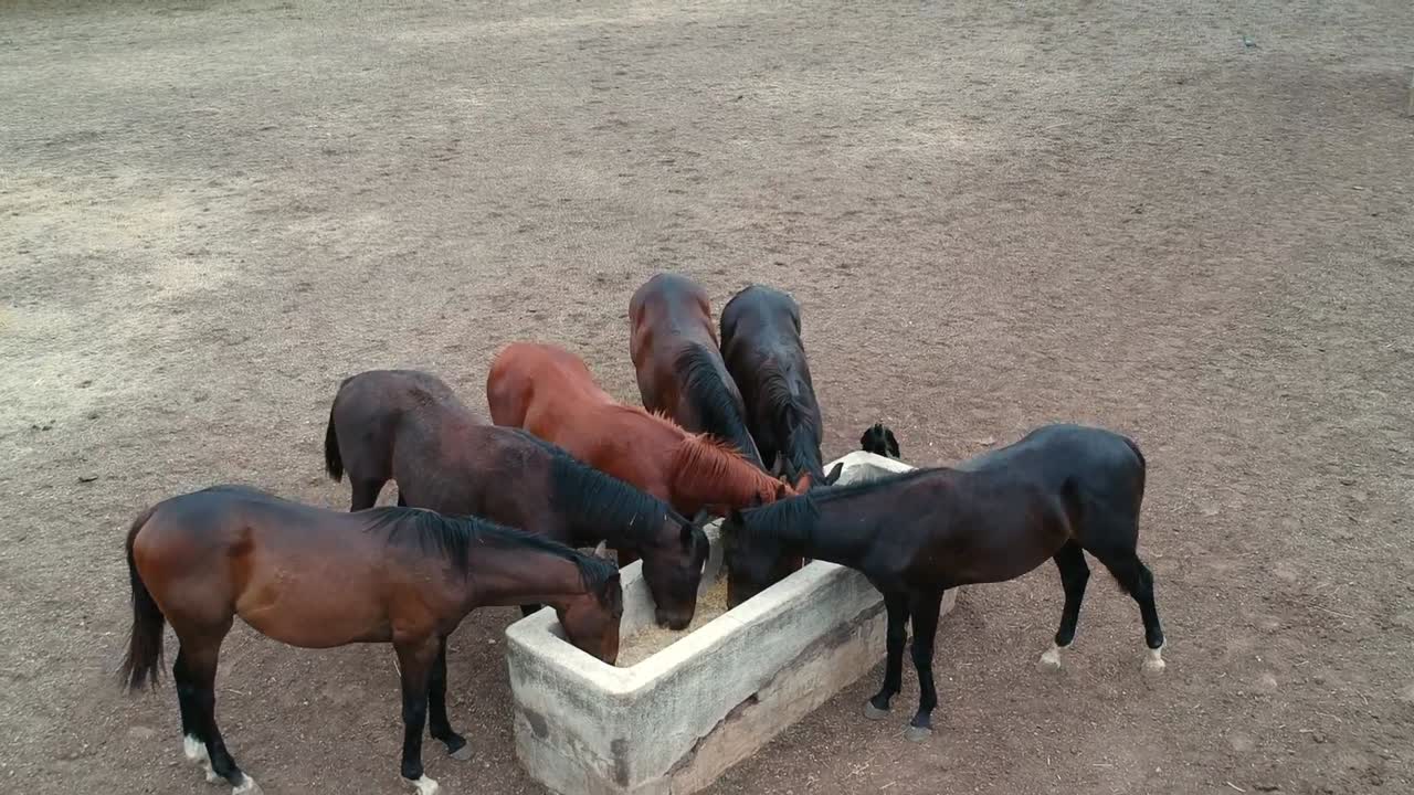 말 | 경마 | 경주마 | 인도의 스터드 농장
