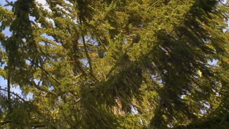 Kiefernzweige,-Die-Von-Massivem-Wind-Geblasen-Werden