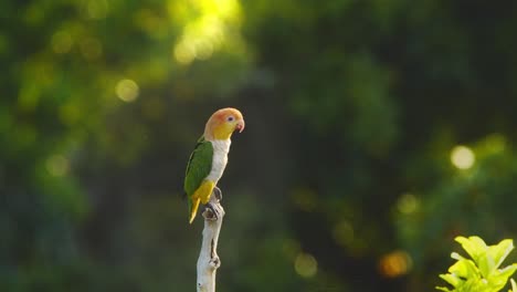 Un-Loro-De-Vientre-Blanco-Se-Sienta-En-La-Percha-Y-Extiende-Sus-Alas-Mientras-Disfruta-De-La-Luz-Del-Sol-De-La-Mañana