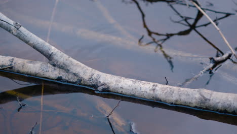 close-up pan of branches and twigs lying in still shallow brown water