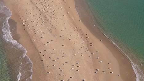 Möwen-Ruhen-Sich-An-Einem-Sonnigen-Tag-Am-Strand-Aus