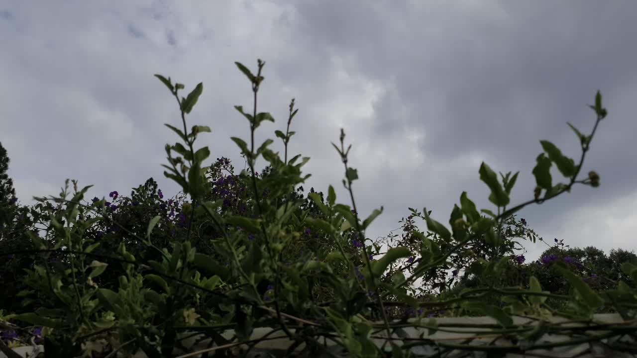 perspectiva baja mirando hacia el cielo más allá de la pared con plantas enredaderas verdes en el lapso de tiempo de la nube del cielo en movimiento en el fondo