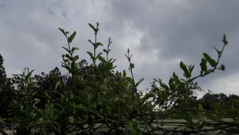 Low-perspective-looking-up-at-the-sky-past-wall-with-green-creeper-plants-at-the-moving-sky-cloud-time-lapse-in-backgound