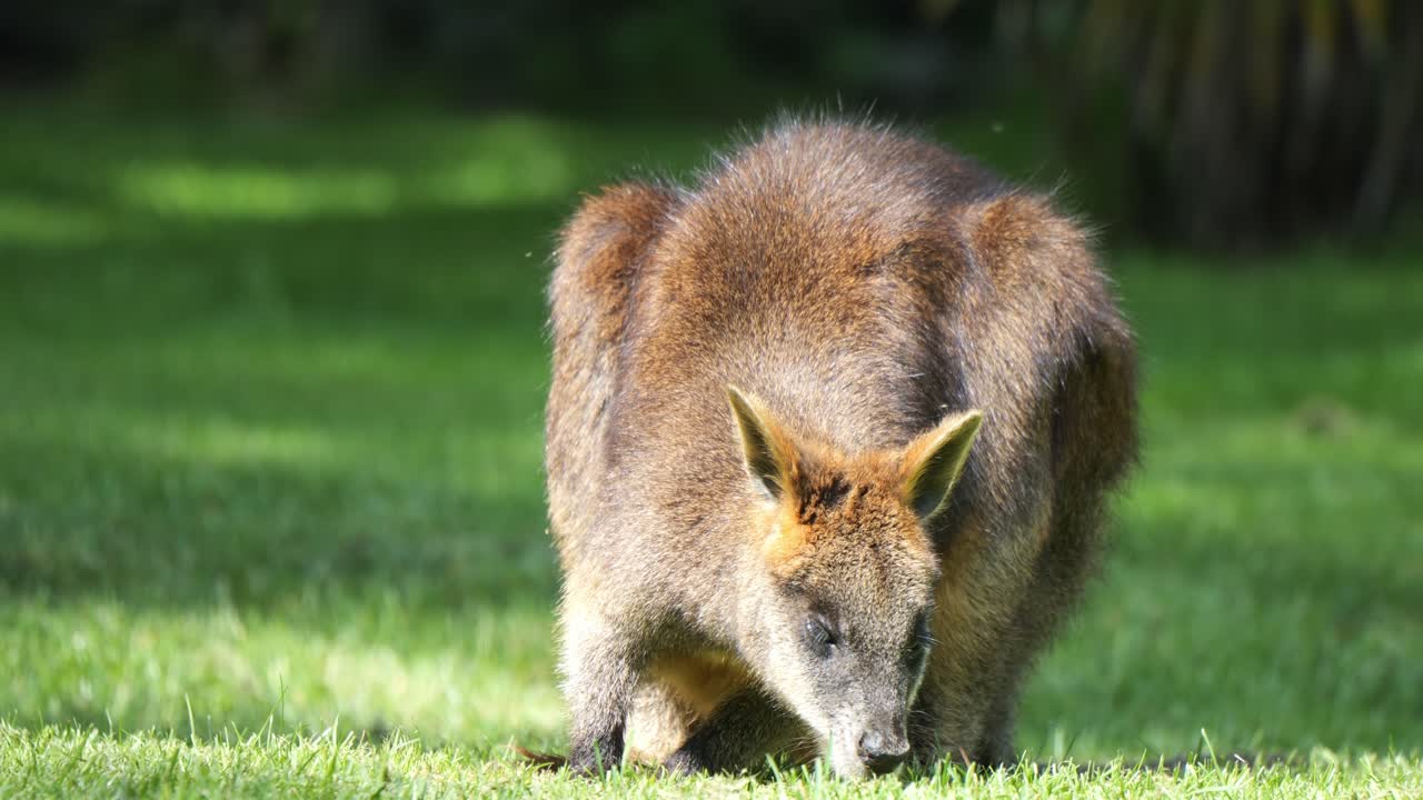 retrato frontal de un wallaby adulto pastando en el césped