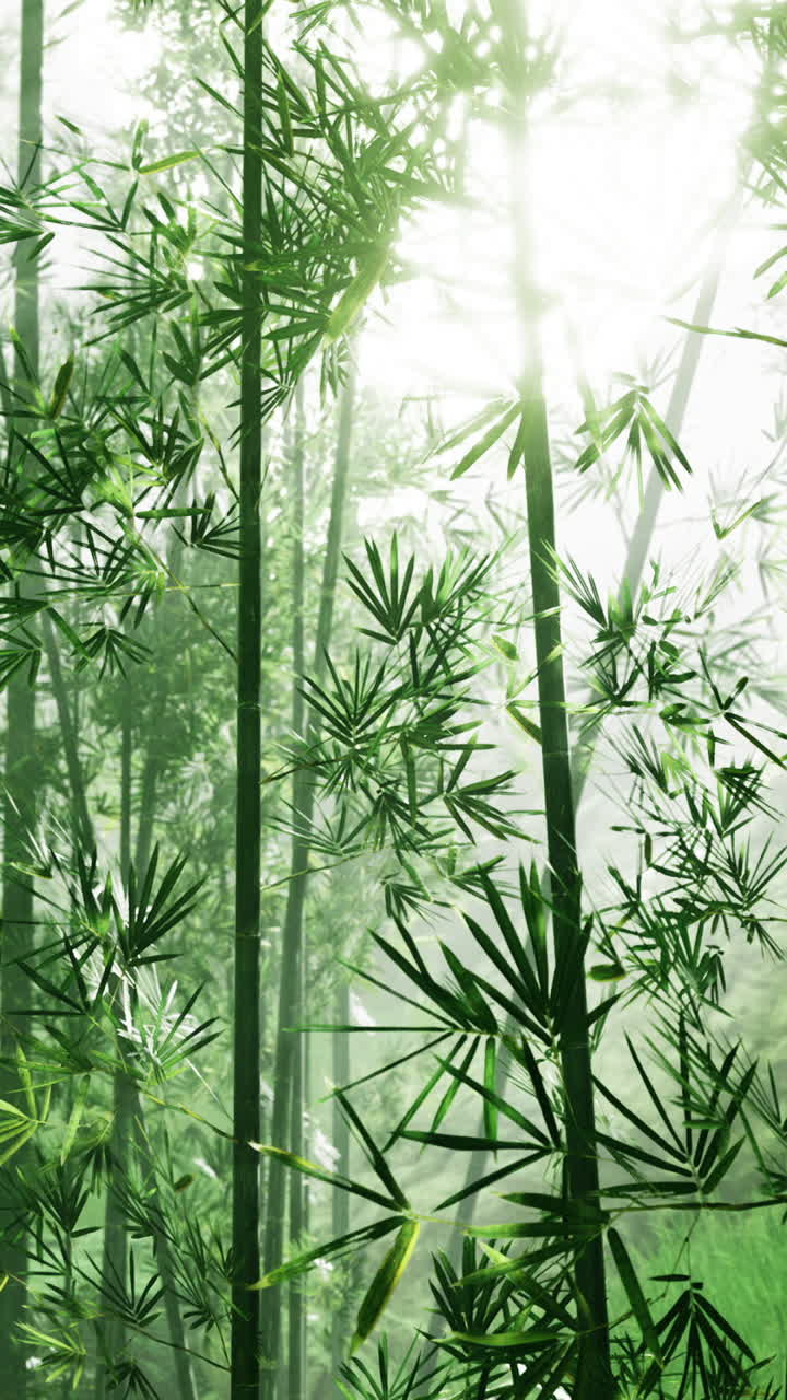 Vibrant bamboo forest glistening under soft morning light in serene nature