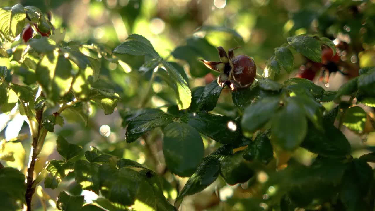 Gocce di pioggia che cadono in super slow motion