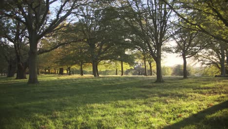 slow dolly forward shot through beautiful tree lined park at sunset