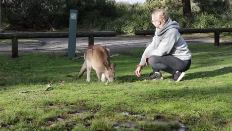 canguros grises observados saltando por una mujer rubia con gafas en jervis bay australia, disparo cerrado