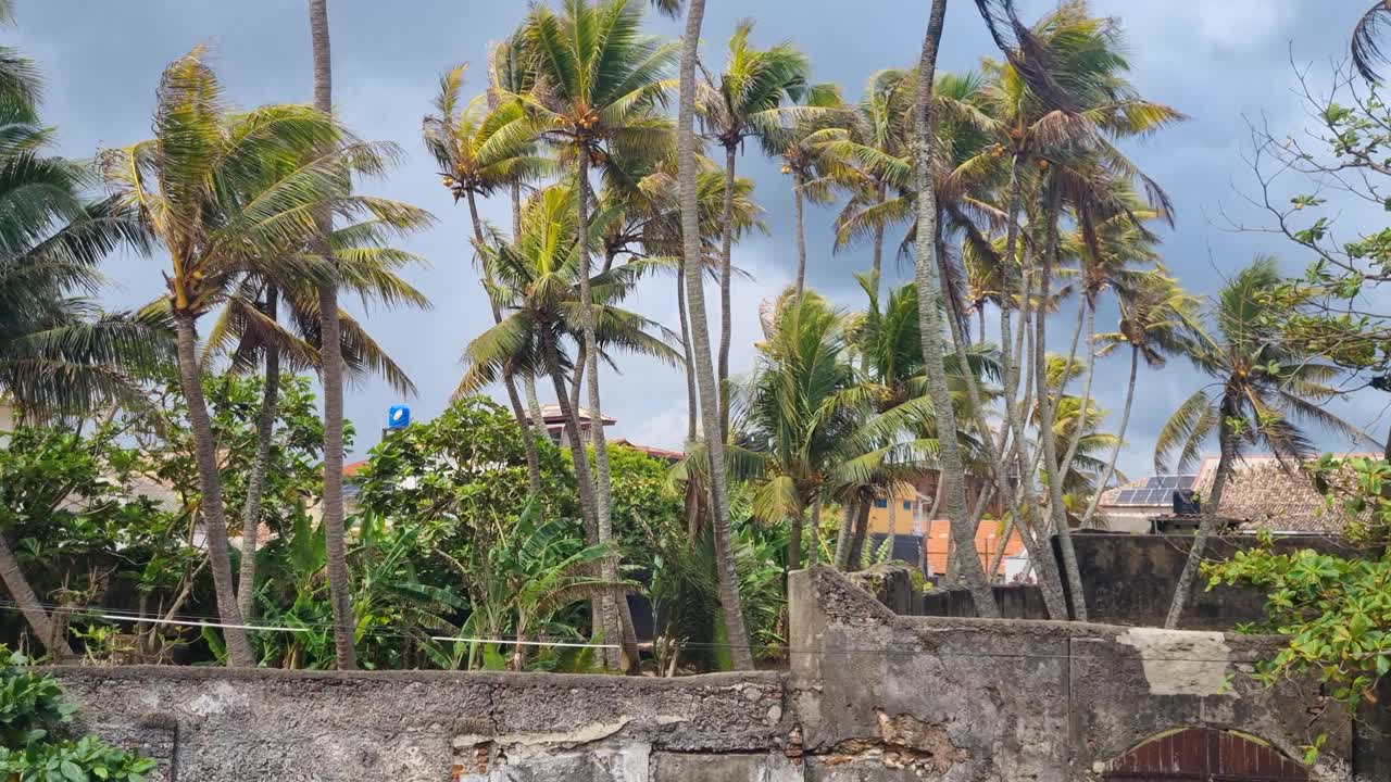 Palme ondeggianti nella forte brezza dei monsoni dietro le storiche mura in pietra a Galle, Sri Lanka, sotto un cielo scuro e nuvoloso, che mostrano il clima tropicale, il patrimonio costiero e la drammatica atmosfera coloniale