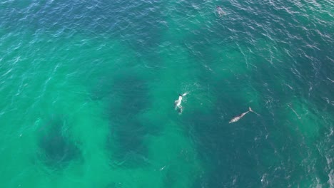 delfines de nariz de botella buceando bajo el agua en la playa de cabarita, tweed shire, bogangar, ríos del norte, nueva gales del sur, australia tiro de arriba hacia abajo