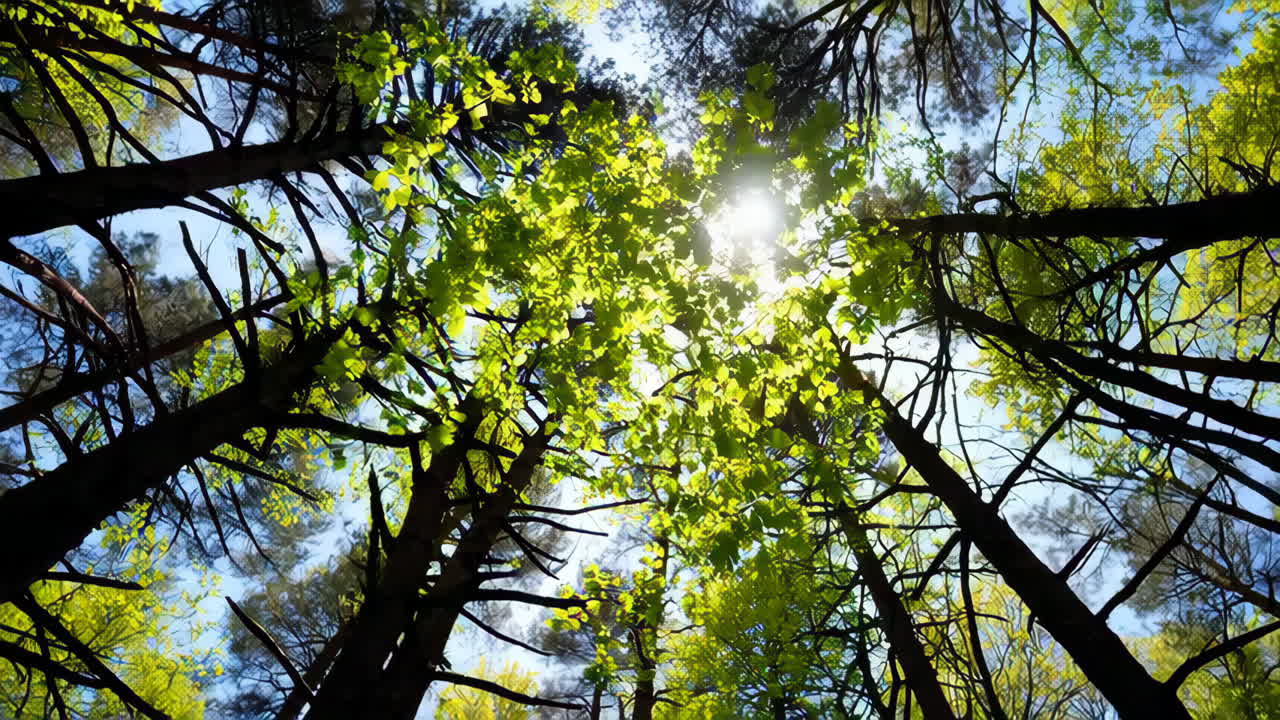 La luce del sole scorre attraverso il baldacchino della foresta