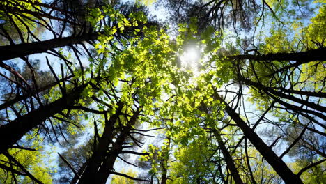 sunlight streaming through a forest canopy