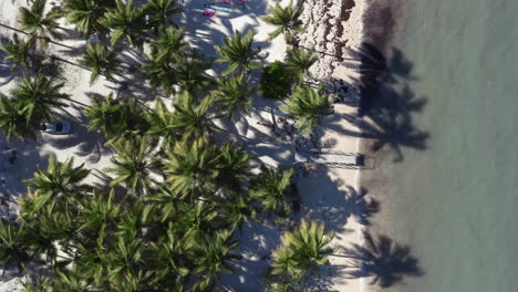 people walking in palm tree shade on tropical beach with wooden pier