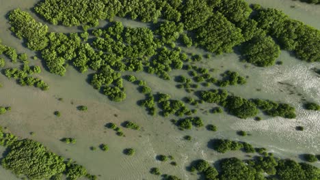 Dron-Aéreo-Cinematográfico-Estático-De-Arriba-Hacia-Abajo-De-Los-Manglares-En-Brasil