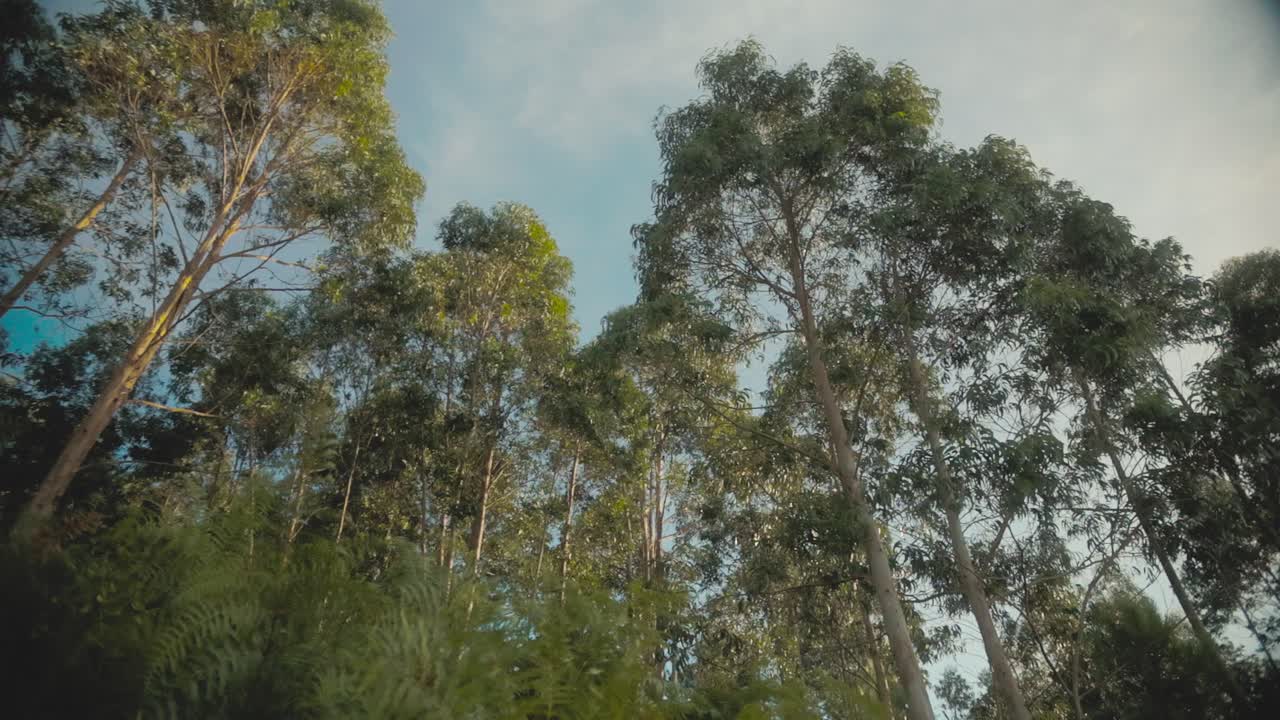 Tall eucalyptus trees reaching toward the sky with soft daylight illuminating their leaves