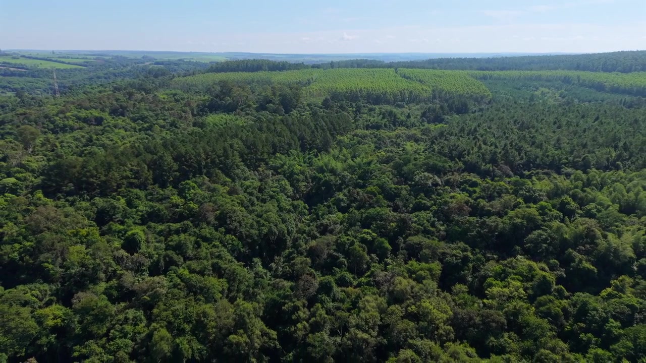 Densa volta forestale subtropicale si estende sul paesaggio di Misiones sotto la luce chiara del giorno, ripresa aerea con drone che si allontana per mostrare la struttura panoramica degli alberi.