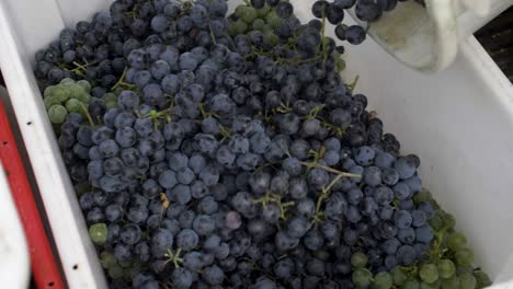 pouring freshly harvested grapes from a bucket to a box - 180 fps slow motion