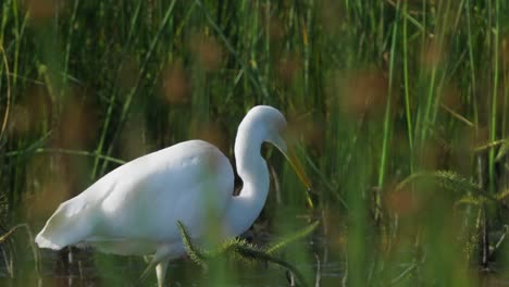 la garceta común blanca busca comida en aguas poco profundas, rodeada de juncos