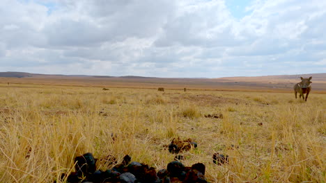 common warthogs walk over vast dry grassy landscape, copy space above