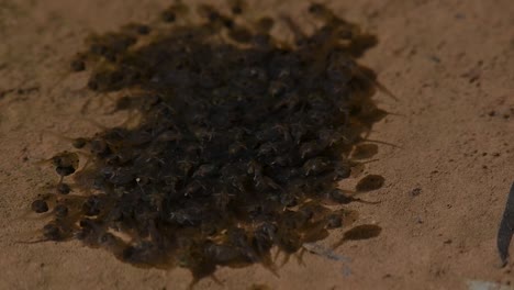 Tadpoles-in-the-morning-sun-swimming-close-together-to-appear-as-a-large-moving-thing-to-scare-predators,-in-slow-motion