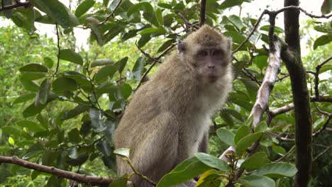 macaque crabier assis sur une branche