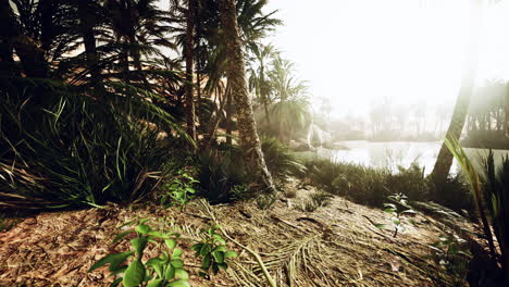 El-Sendero-Del-Oasis-De-Palmeras-Es-Una-De-Las-Muchas-Caminatas-Populares-En-El-Parque-Nacional