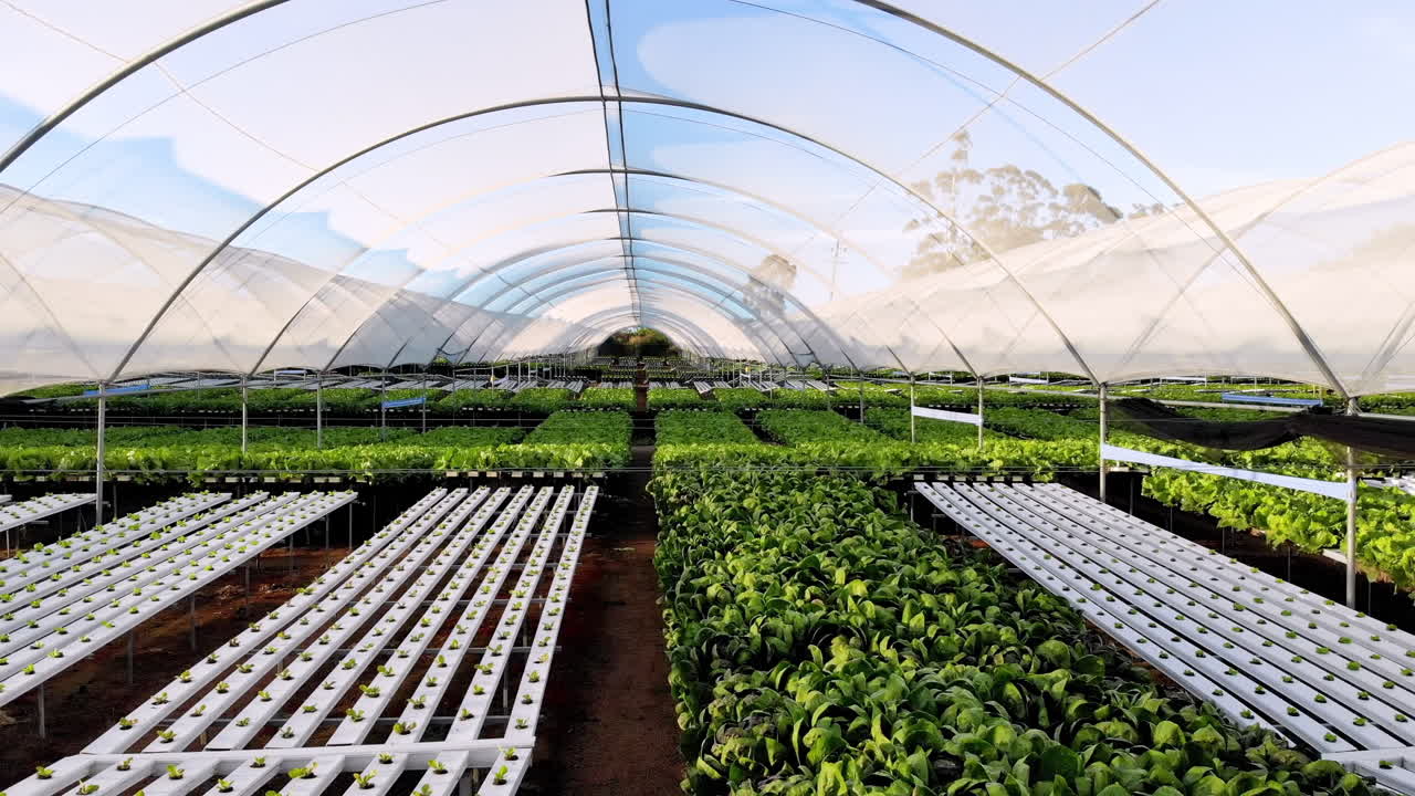 Growing fresh vegetables, hydroponic farm with green plants in greenhouse