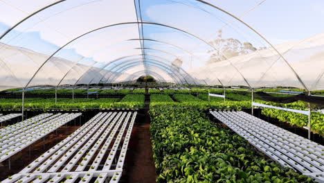 growing fresh vegetables, hydroponic farm with green plants in greenhouse