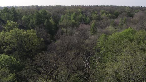 fly over tree canopy in dense forest during daytime