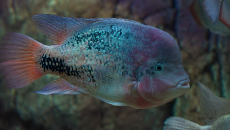 el pez cichlazoma arco iris o vieja synspilum nada en el acuario de daejeon - primer plano