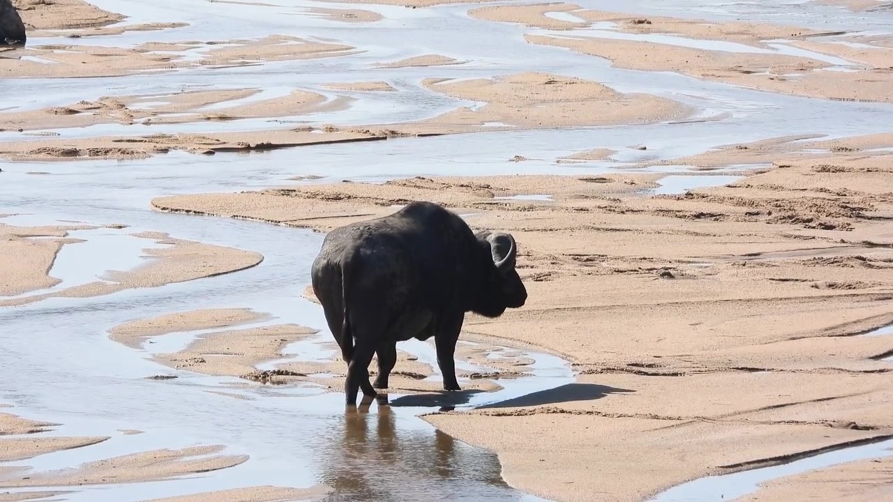 Lone African buffalo drinking water from a sandy cold zone in the wilderness of Africa.