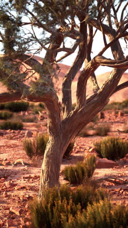 a lone tree stands in a red desert landscape