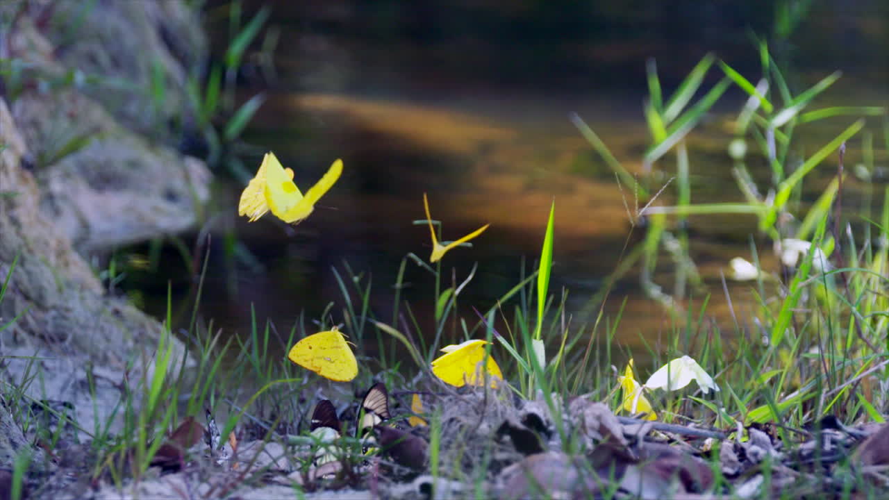 Colourful butterflies in the Amazon Jungle by the waterside