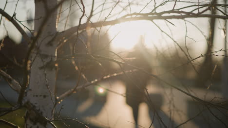 a close-up of tree branches illuminated by the soft glow of golden hour sunlight, with a blurred figure faintly visible walking in the background