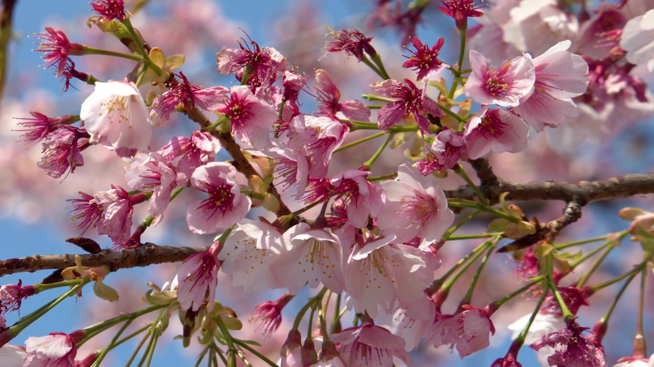 Japonya'nın Tokyo şehrinde bahar aylarında bir dalda nazikçe sallanan pembe sakura çiçeklerinin yakın çekimi.