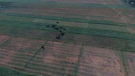 Drohnenschuss,-Der-Rückwärts-Von-Oben-Auf-Ein-Grünes-Und-Gelbes-Grasfeld-Mit-Bullen-Mit-Hörnern-Und-Kühen-Geschossen-Wird,-Die-Gras-Fressen