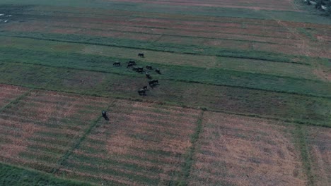 drone shot going backwards view from above of a green and yellow field of grass with bulls with horns and cows eating grass